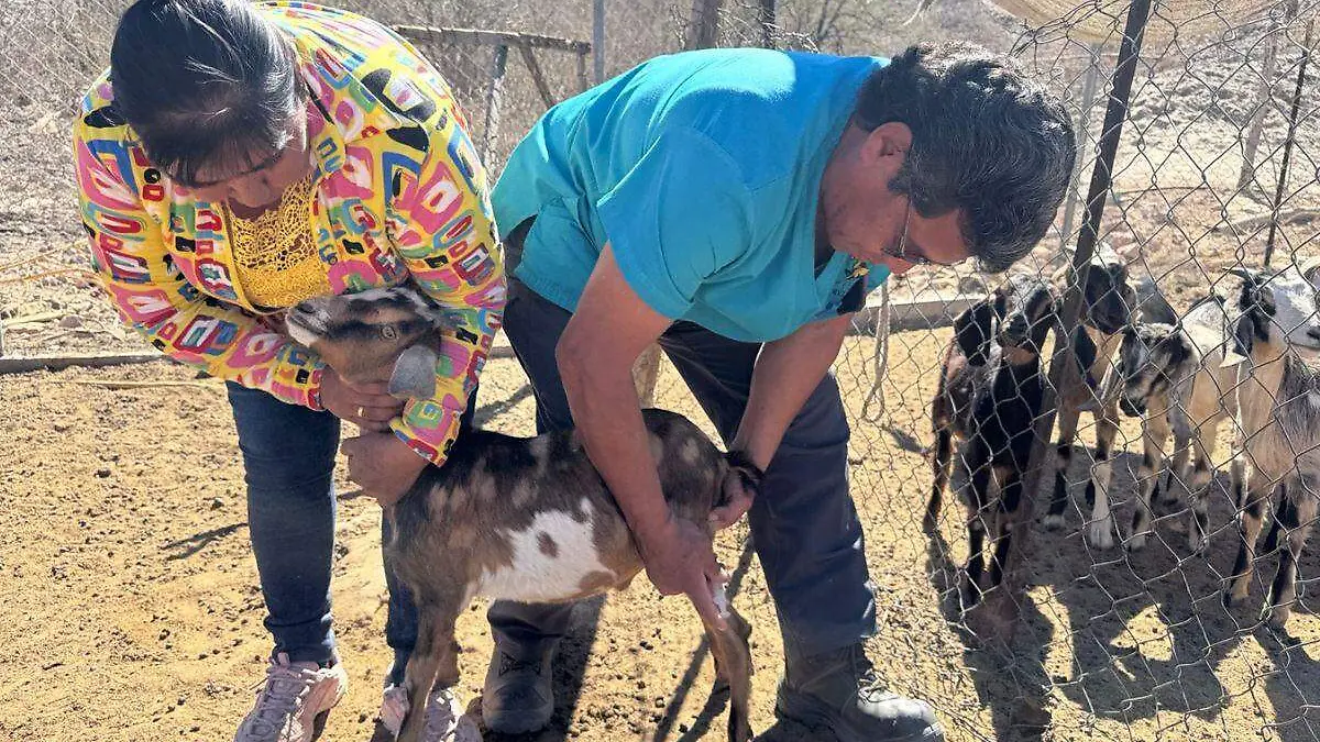 Inicia apoyo veterinario para ganaderos de la región en La Paz